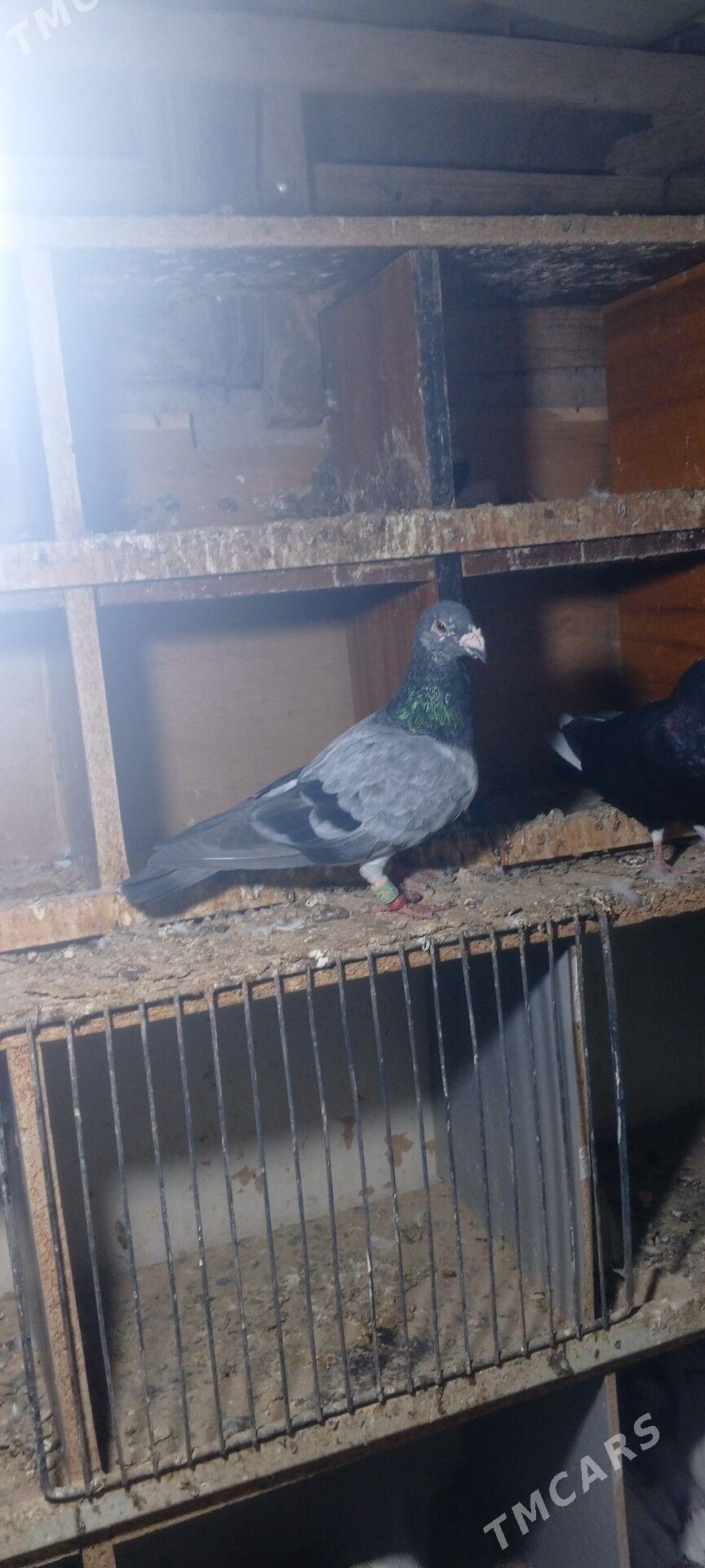 kepderi - Arzuw - img 2