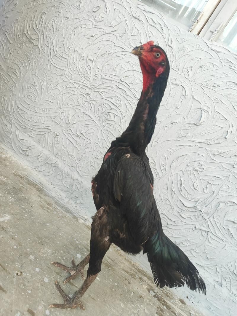 О Шамо Гара Товук Пери Шаппат - Türkmenabat - img 2