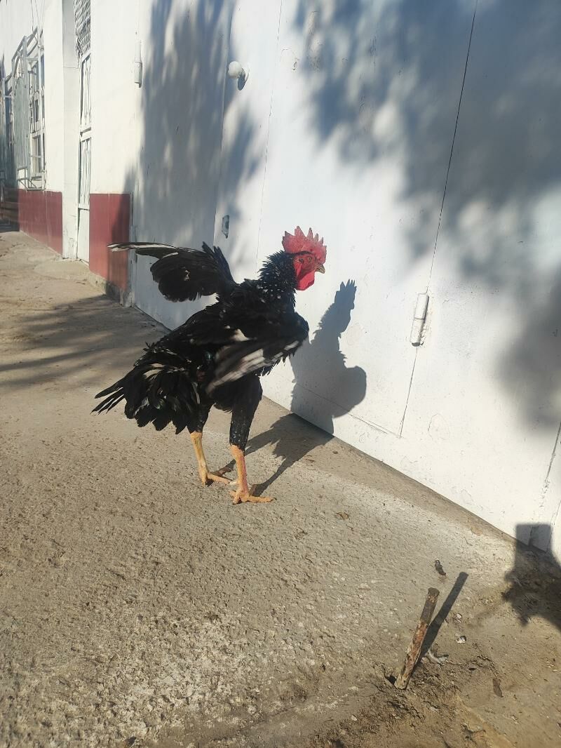 О Шамо Гара Товук Пери Шаппат - Türkmenabat - img 6