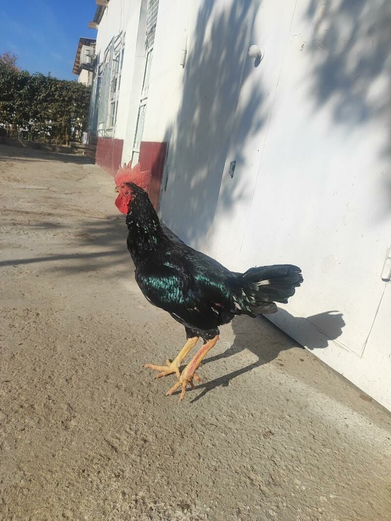 О Шамо Гара Товук Пери Шаппат - Türkmenabat - img 4