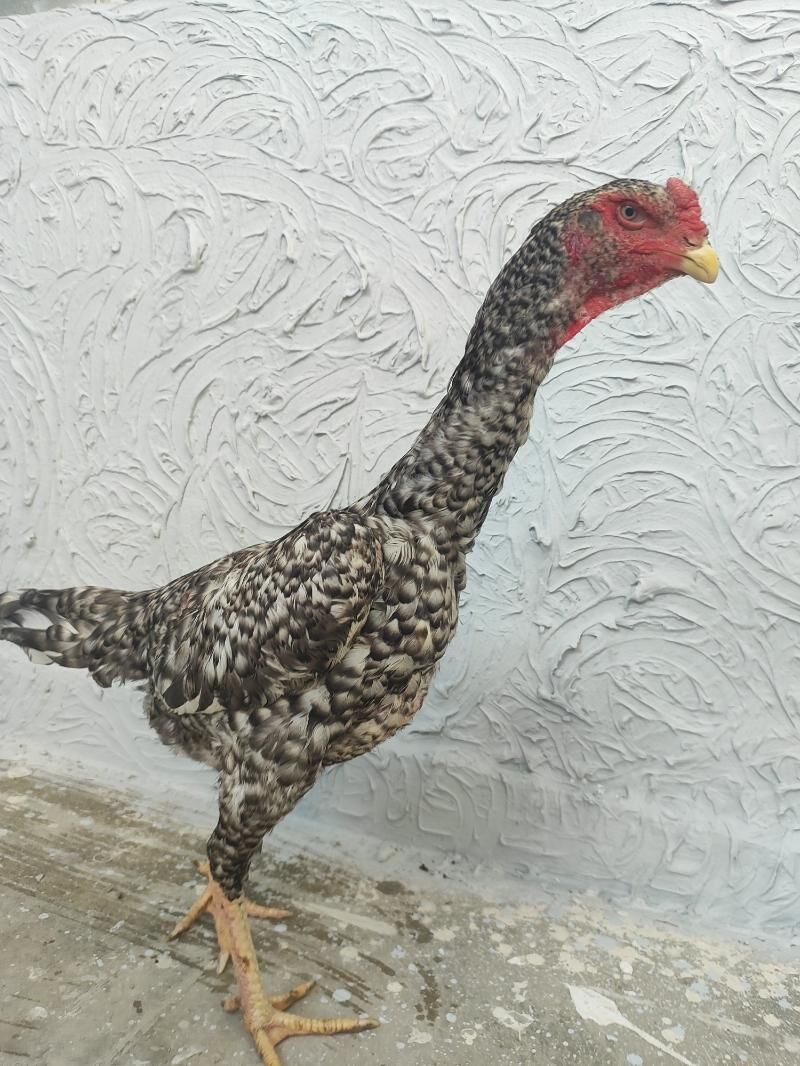 О Шамо Гара Товук Пери Шаппат - Türkmenabat - img 3