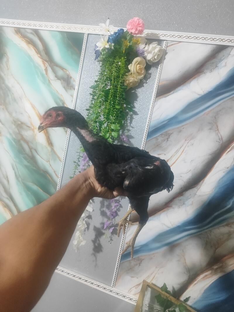 О Шамо Гара Товук Пери Шаппат - Türkmenabat - img 7