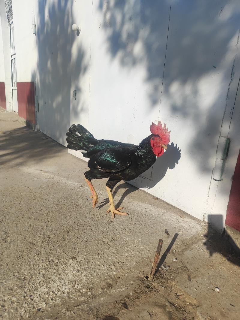 О Шамо Гара Товук Пери Шаппат - Türkmenabat - img 5