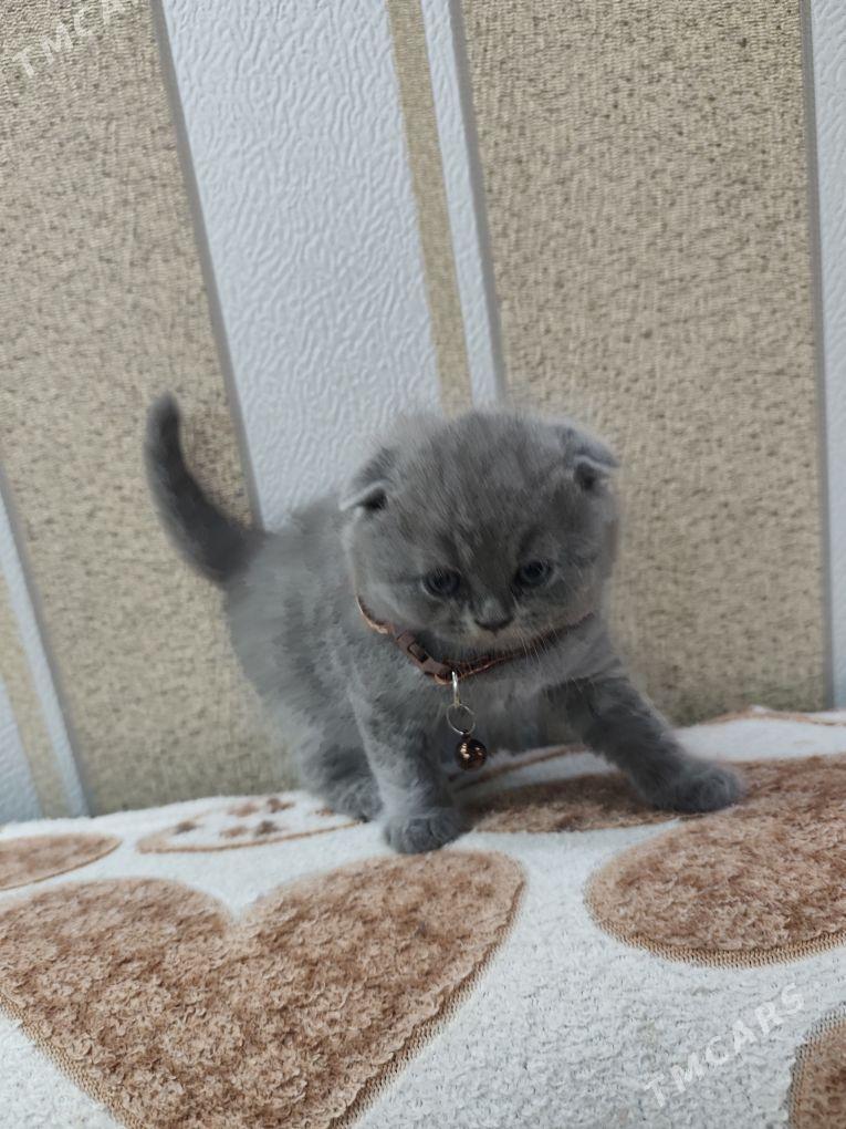 котята - 30 mkr - img 5