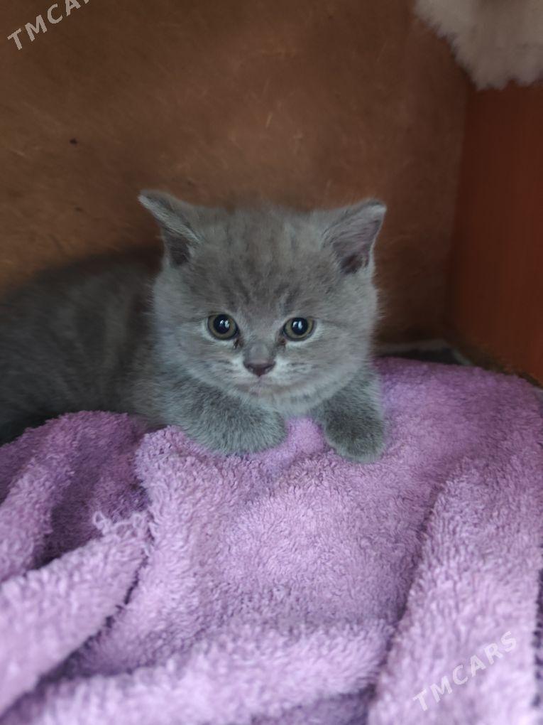 котята - 30 mkr - img 2