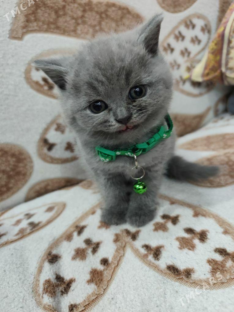 котята - 30 mkr - img 4