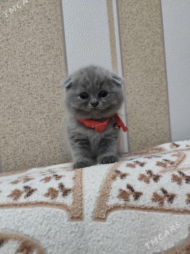 котята - 30 mkr - img 3