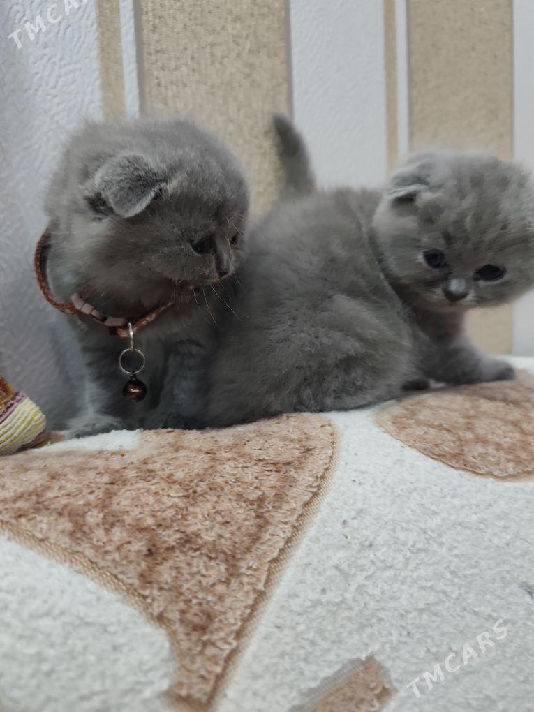 котята - 30 mkr - img 6