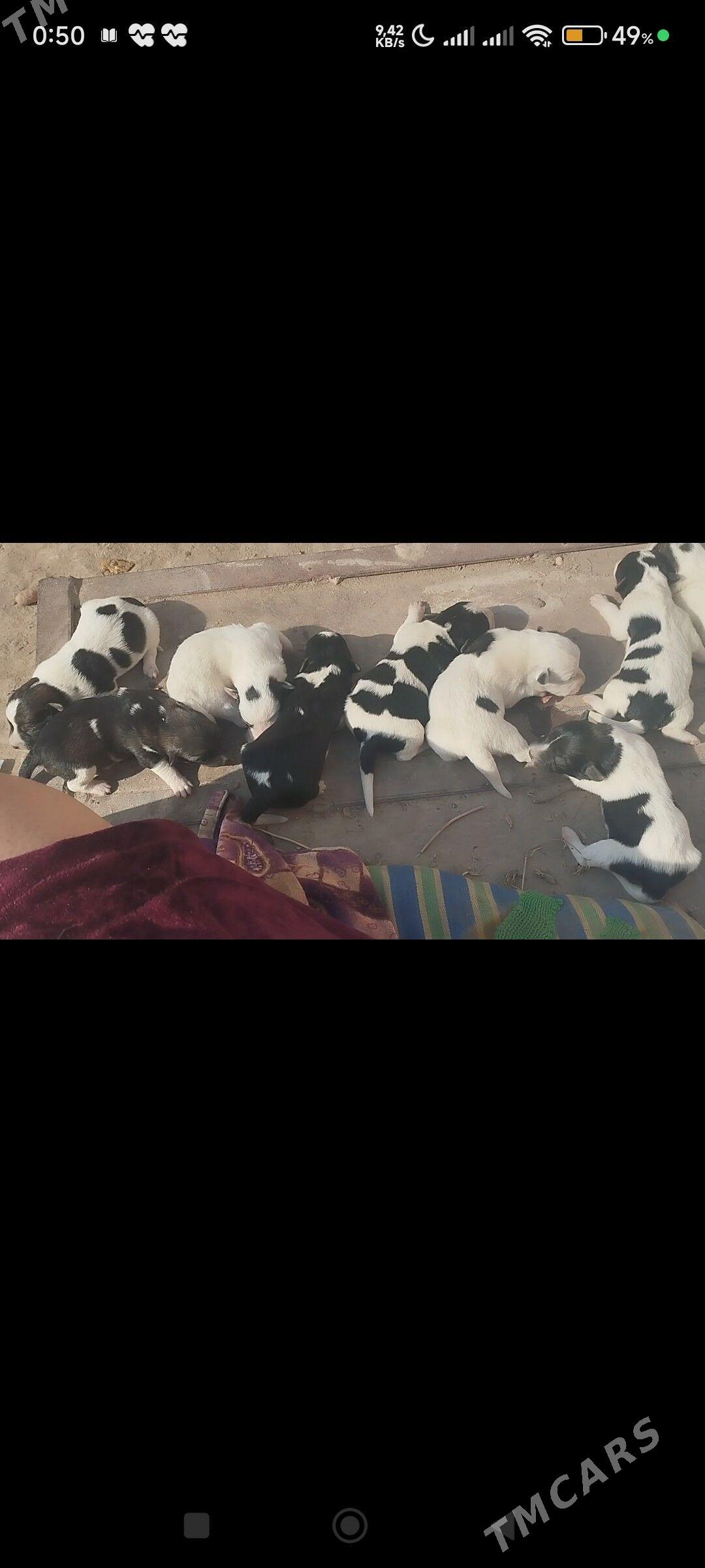 Güjuk Сабачки - Çärjew - img 3