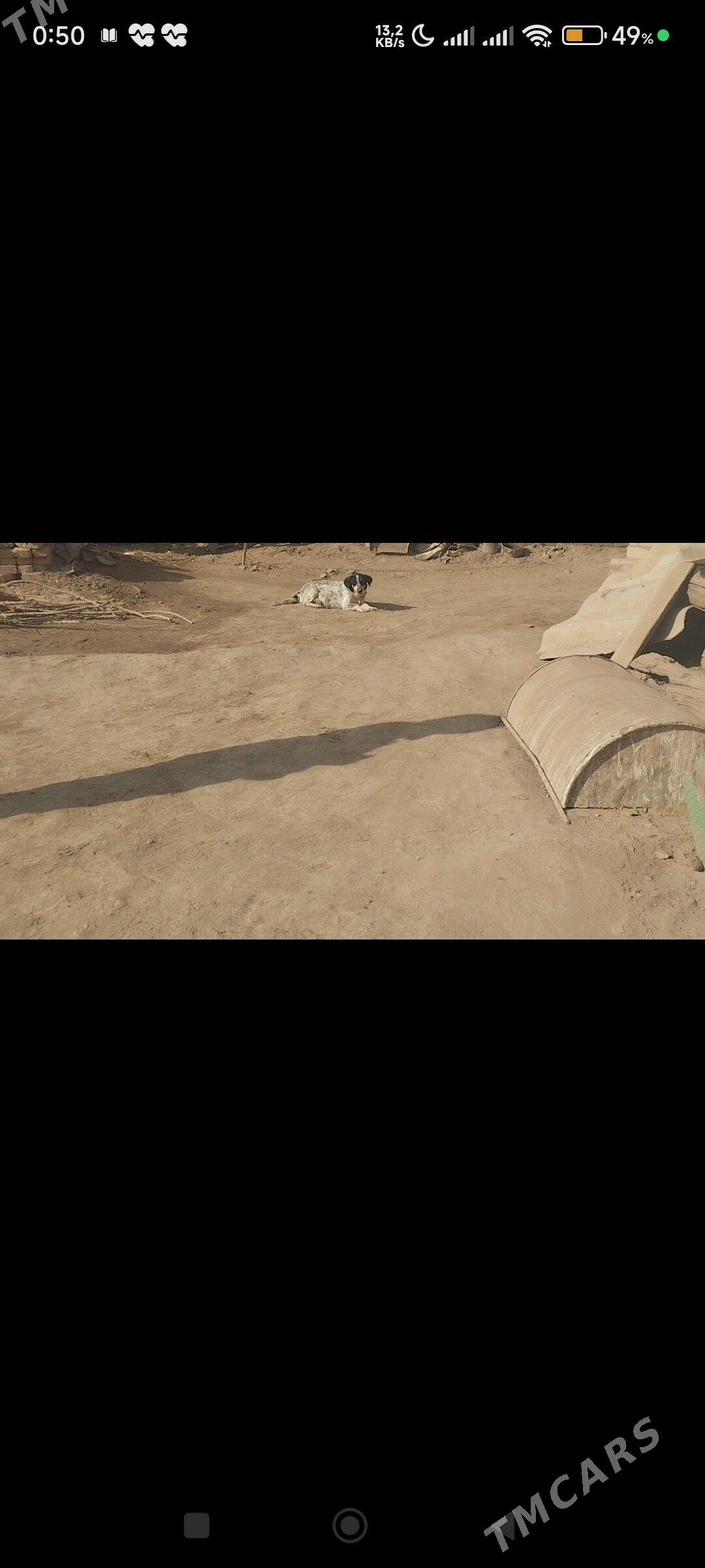 Güjuk Сабачки - Çärjew - img 1