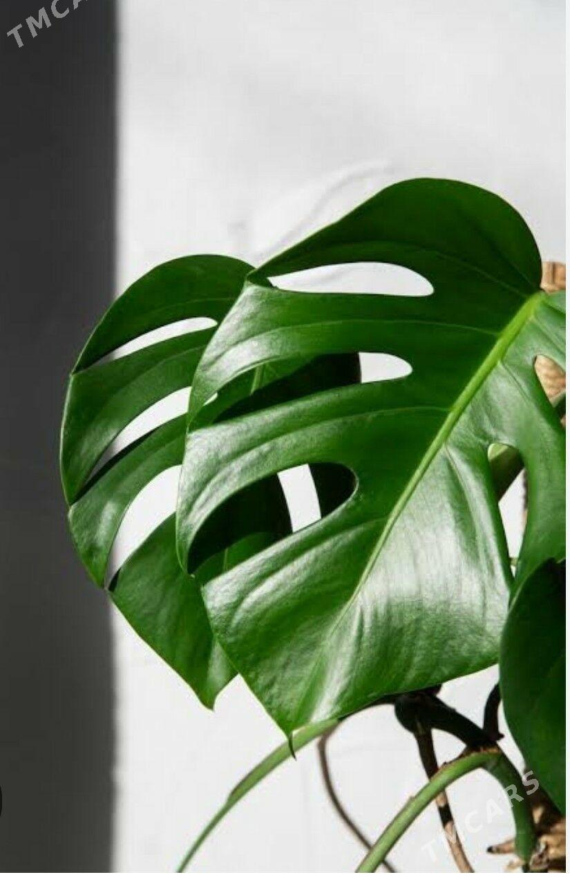 КОМНАТНЫЕ РАСТЕНИЯ, ЦВЕТЫ - Türkmenabat - img 2