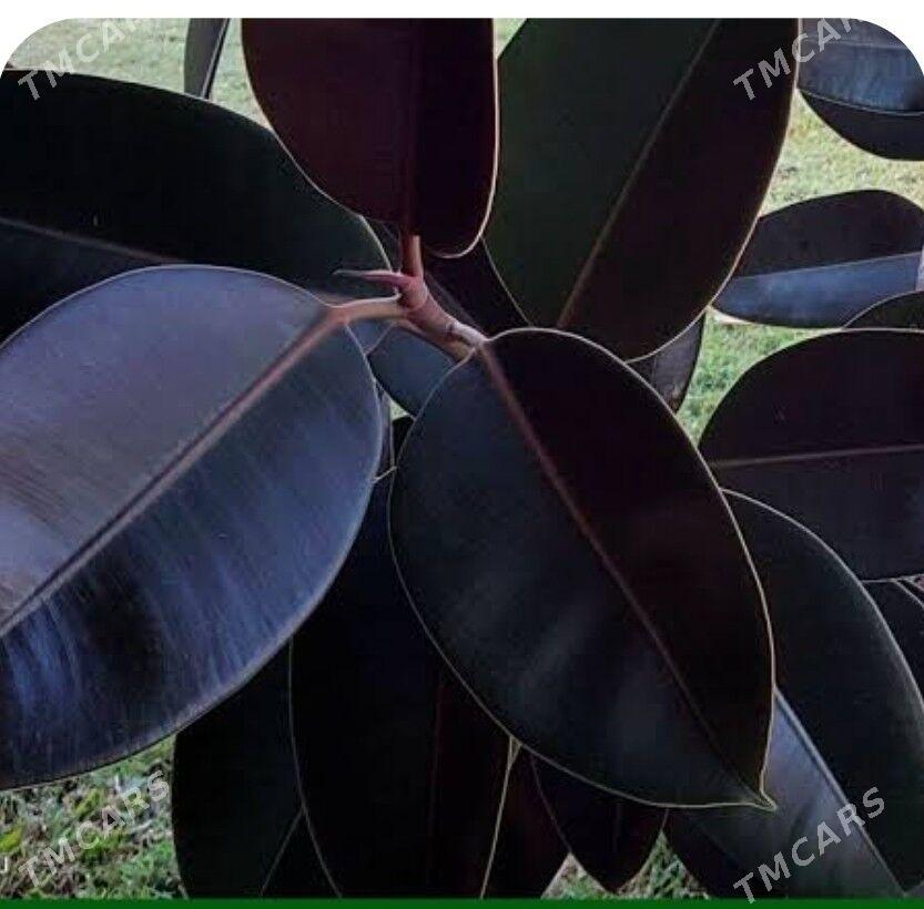 Фикус черный принц - Туркменабат - img 3