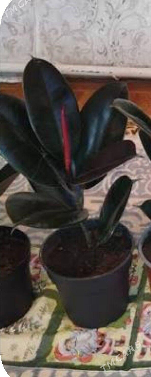 Фикус черный принц - Туркменабат - img 2