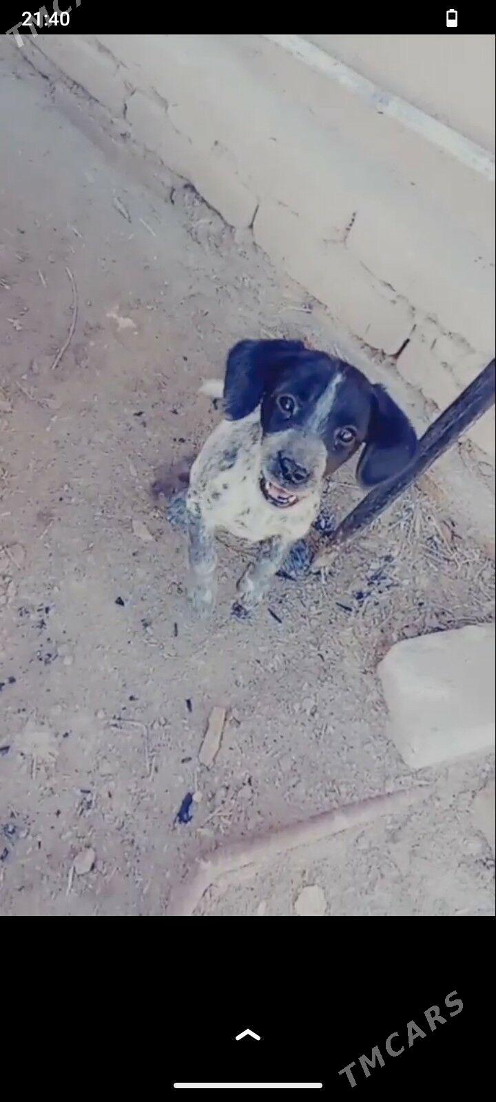 гужук - Şabat etr. - img 2