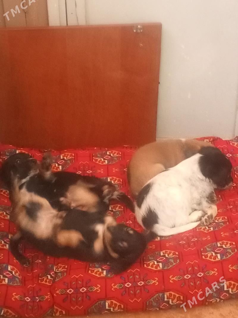 Щенки - Türkmenabat - img 2