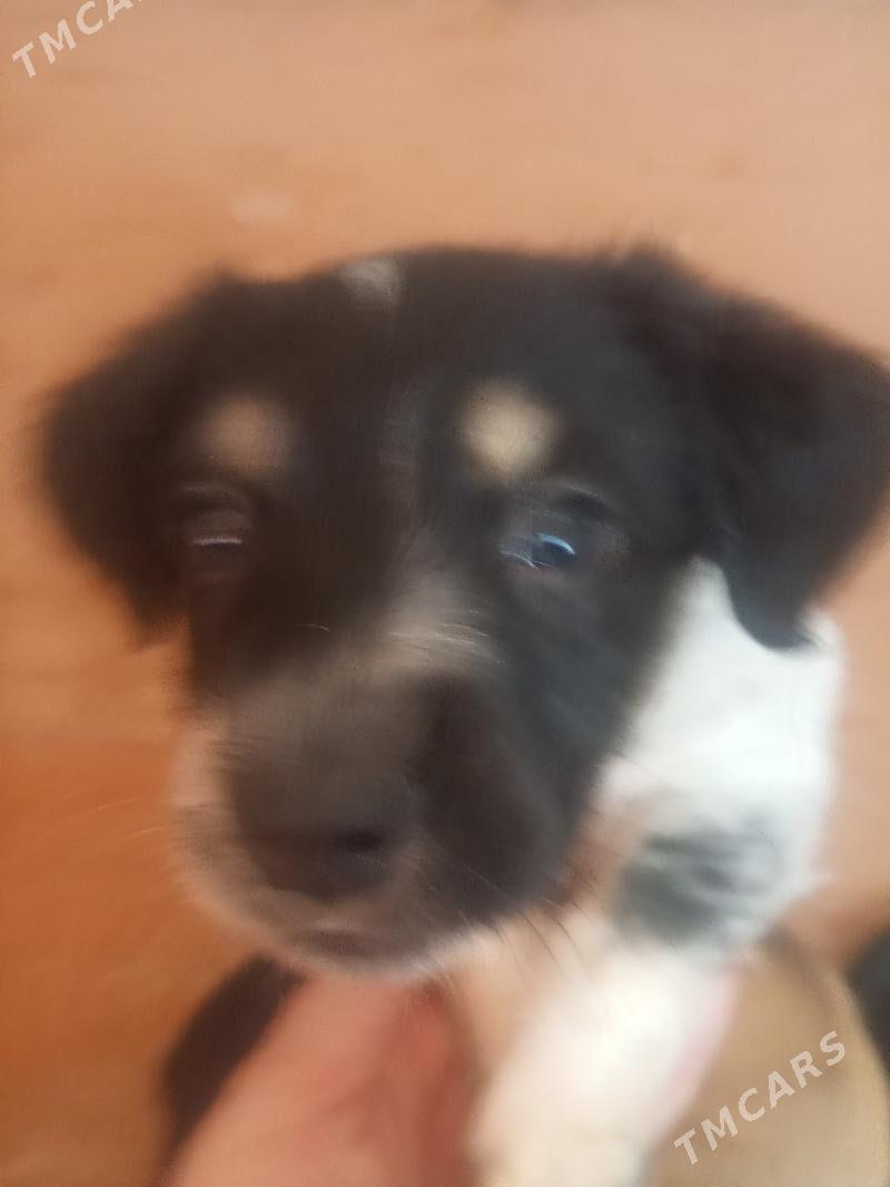 Щенки - Türkmenabat - img 4