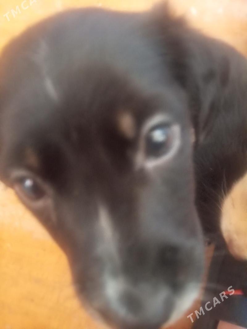 Щенки - Türkmenabat - img 6