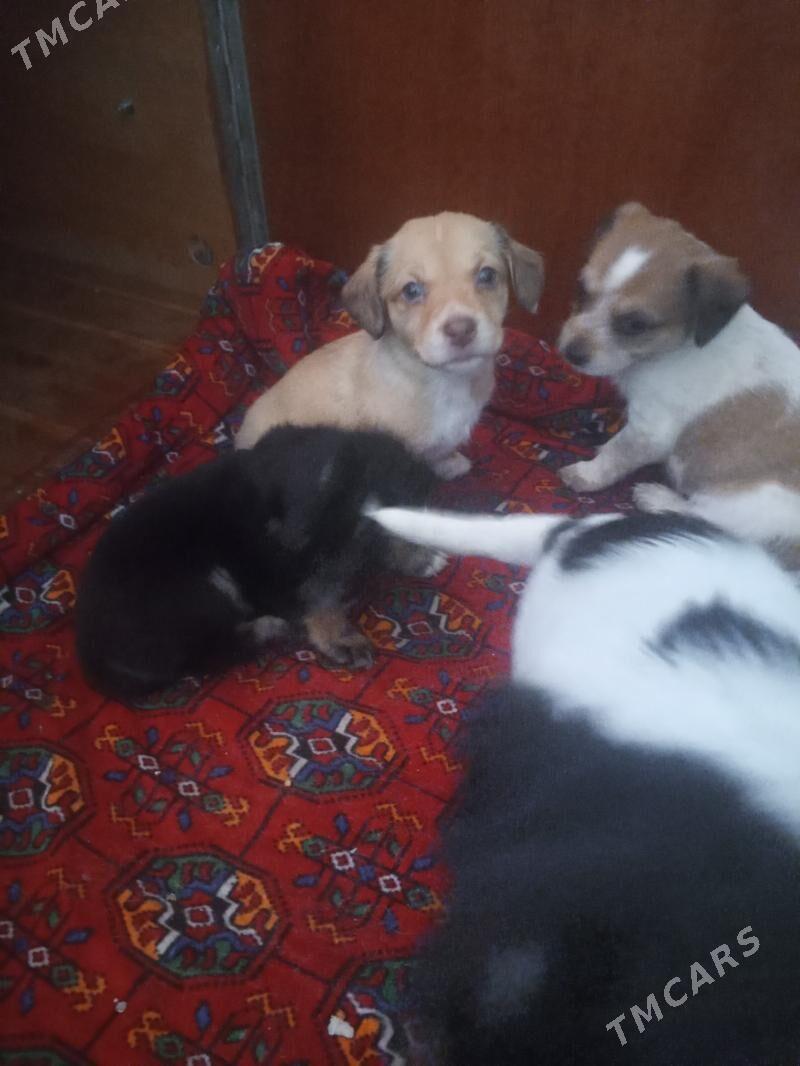 Щенки - Türkmenabat - img 9