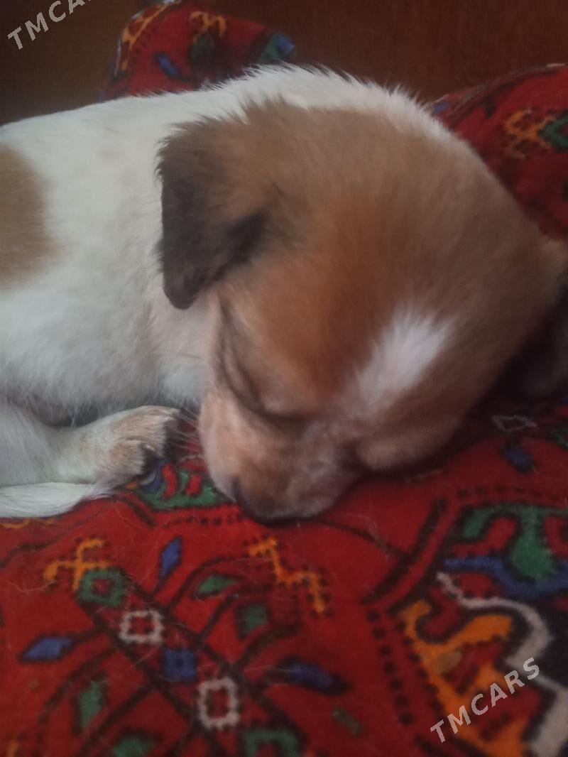 Щенки - Türkmenabat - img 8