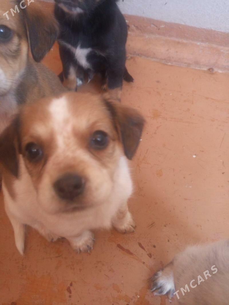 Щенки - Türkmenabat - img 3