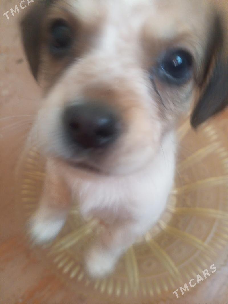 Щенки - Türkmenabat - img 7