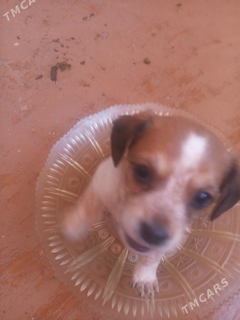 Щенки - Türkmenabat - img 5