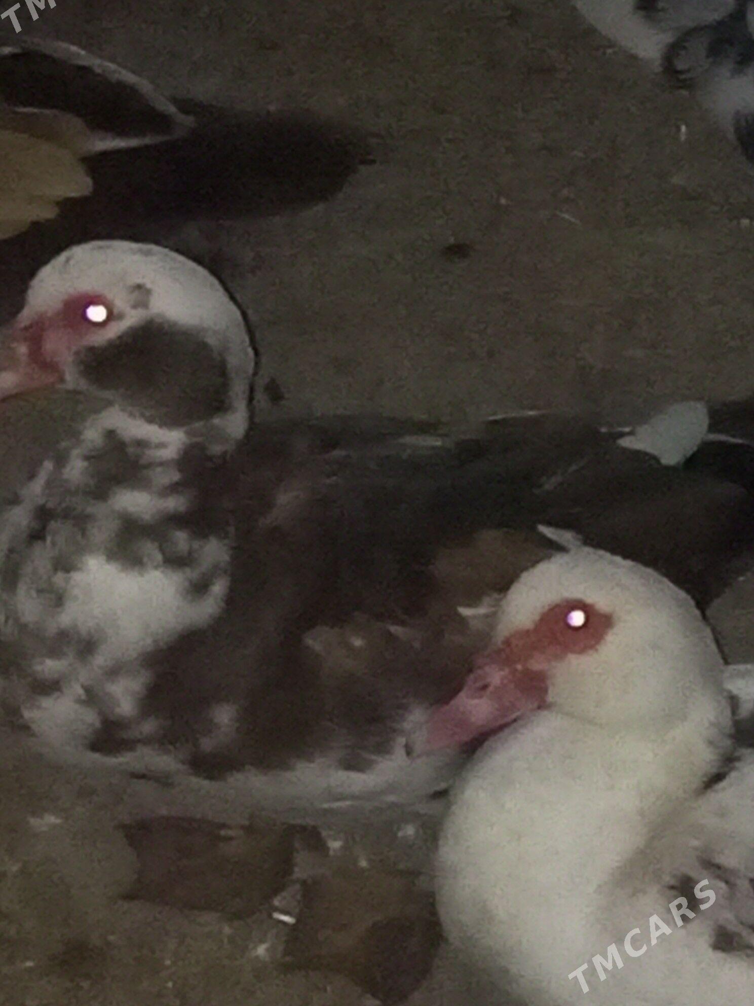 indautga ördek. - Murgap - img 4