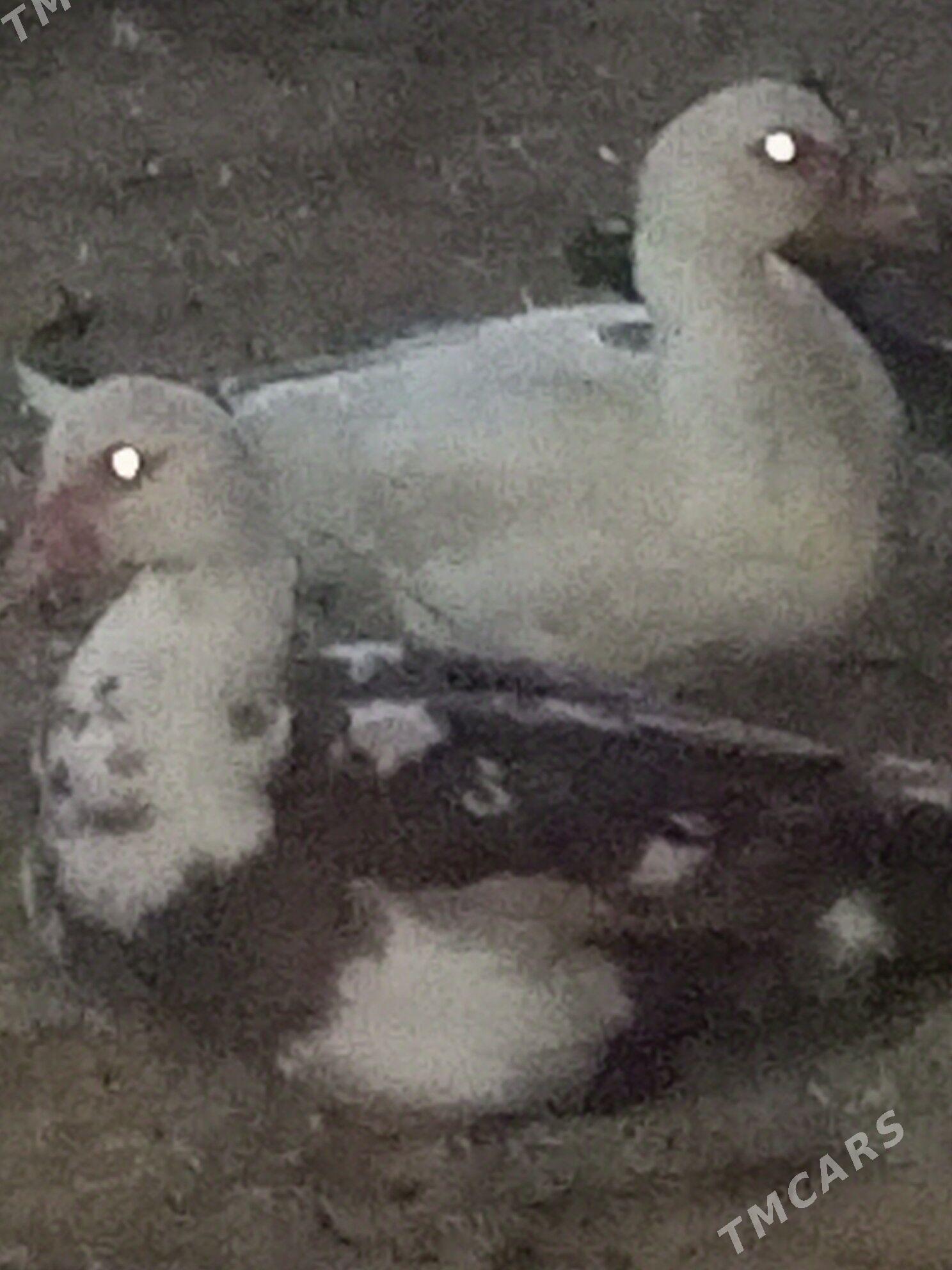 indautga ördek. - Murgap - img 5