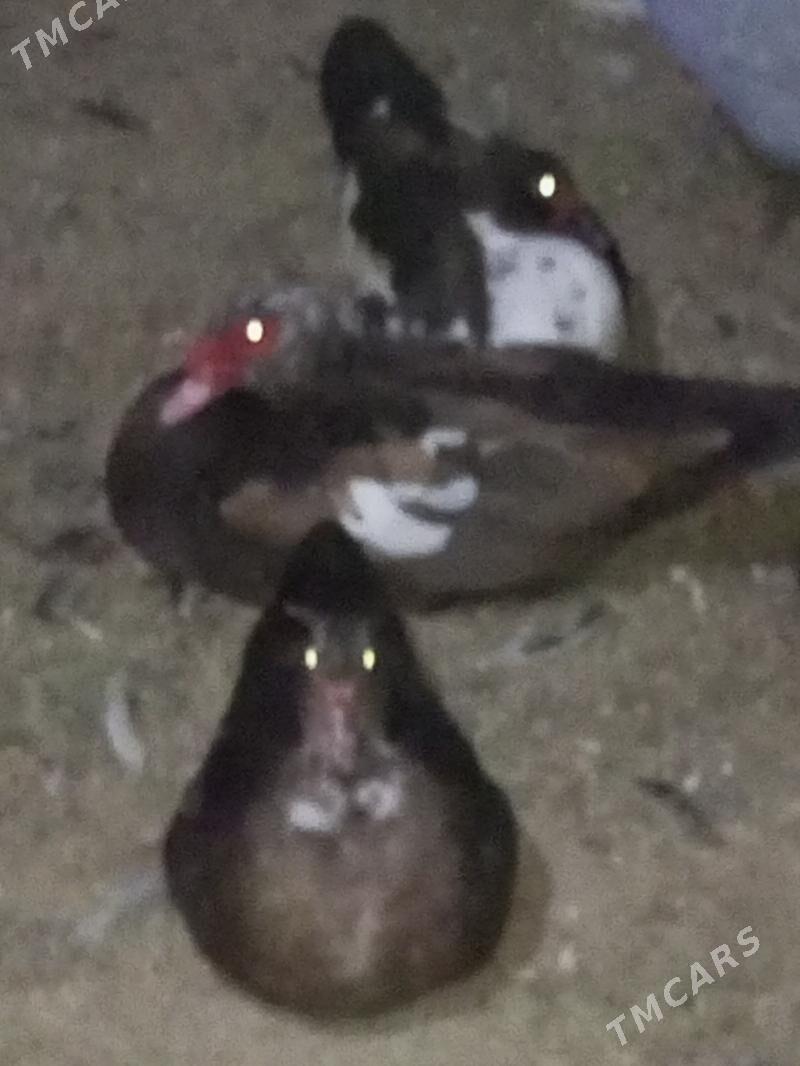 indautga ördek. - Murgap - img 8