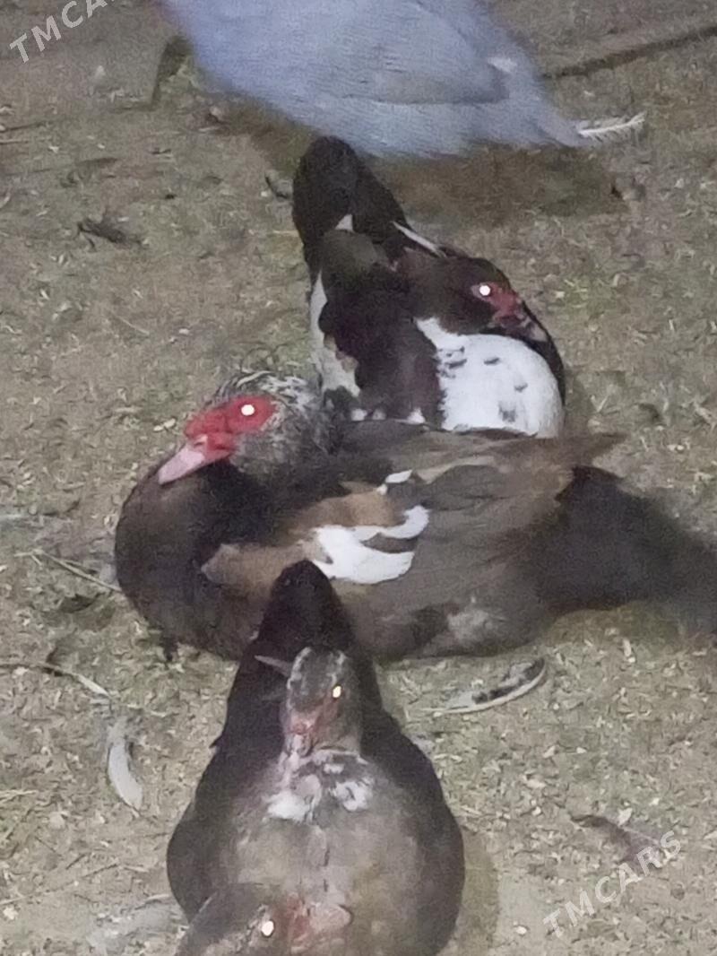 indautga ördek. - Murgap - img 7