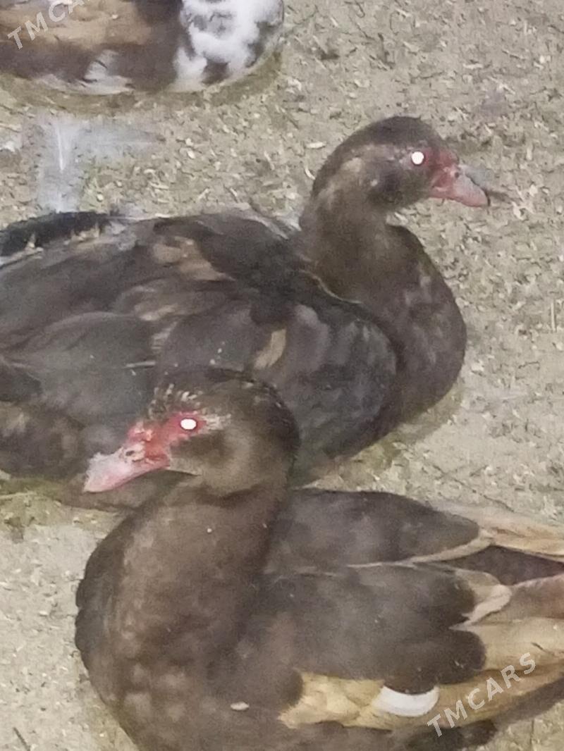 indautga ördek. - Murgap - img 6