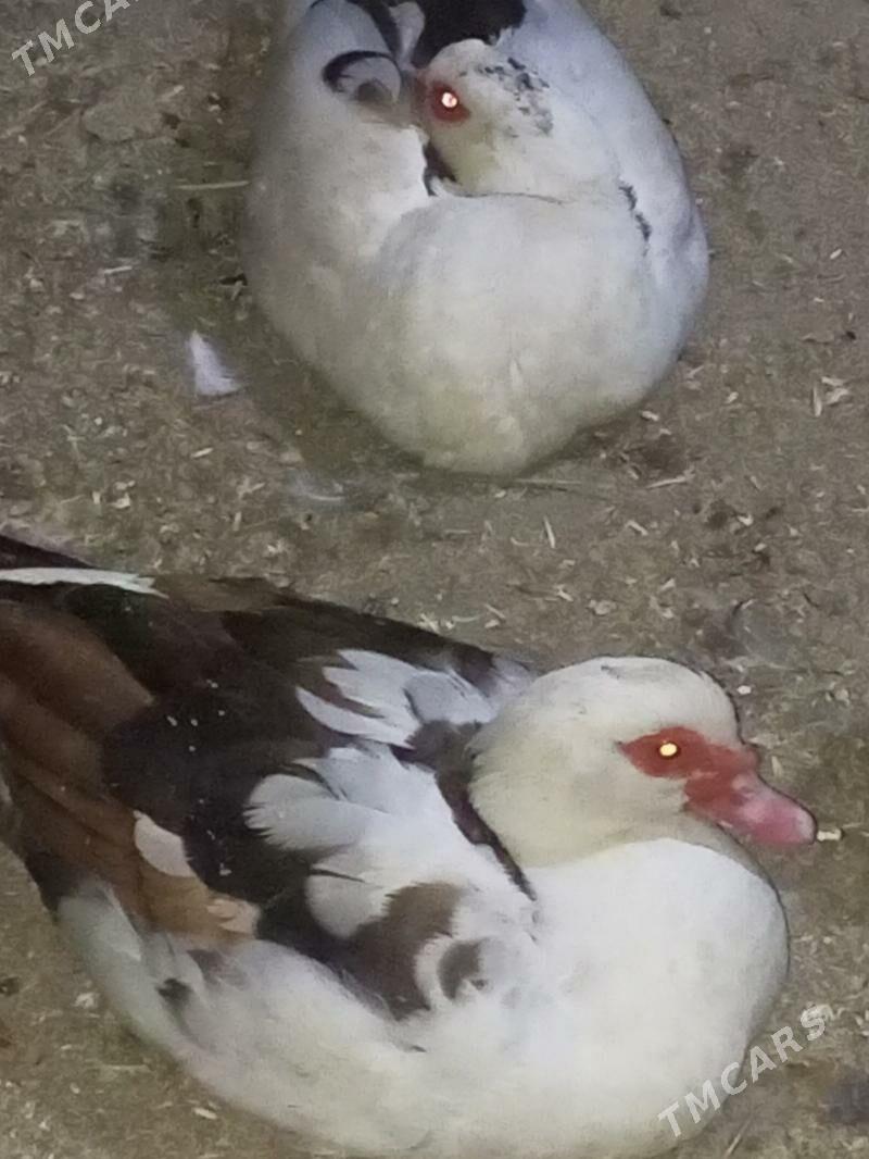 indautga ördek. - Murgap - img 9