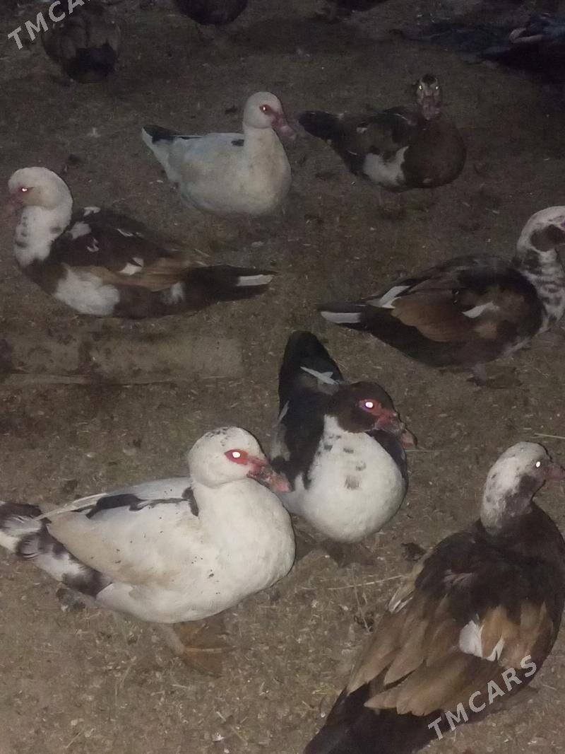 indautga ördek. - Murgap - img 2