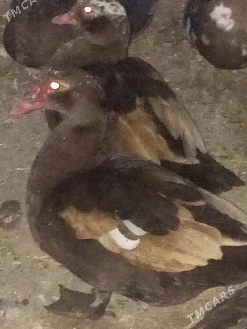 indautga ördek. - Murgap - img 3