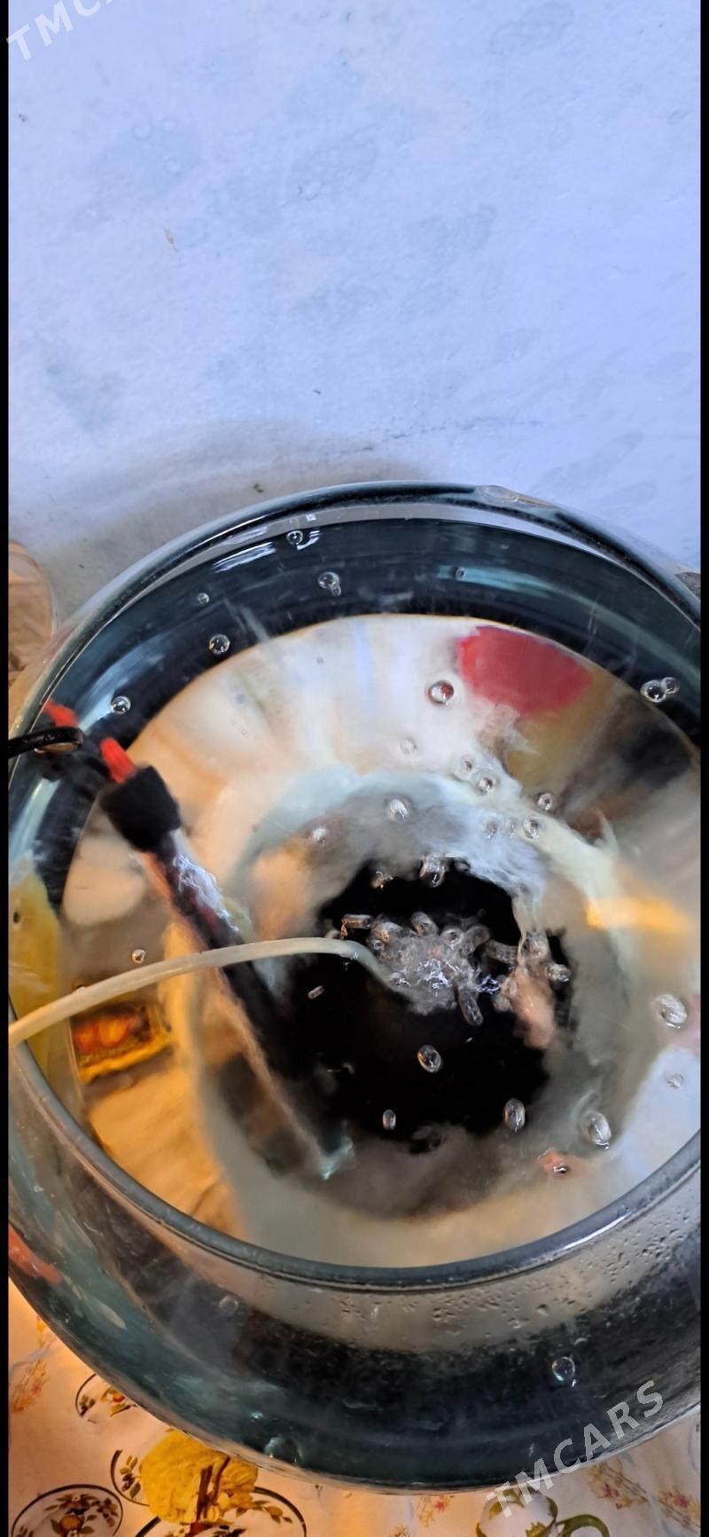 akwarum 20 litr togalak gornus - Чоганлы - img 2