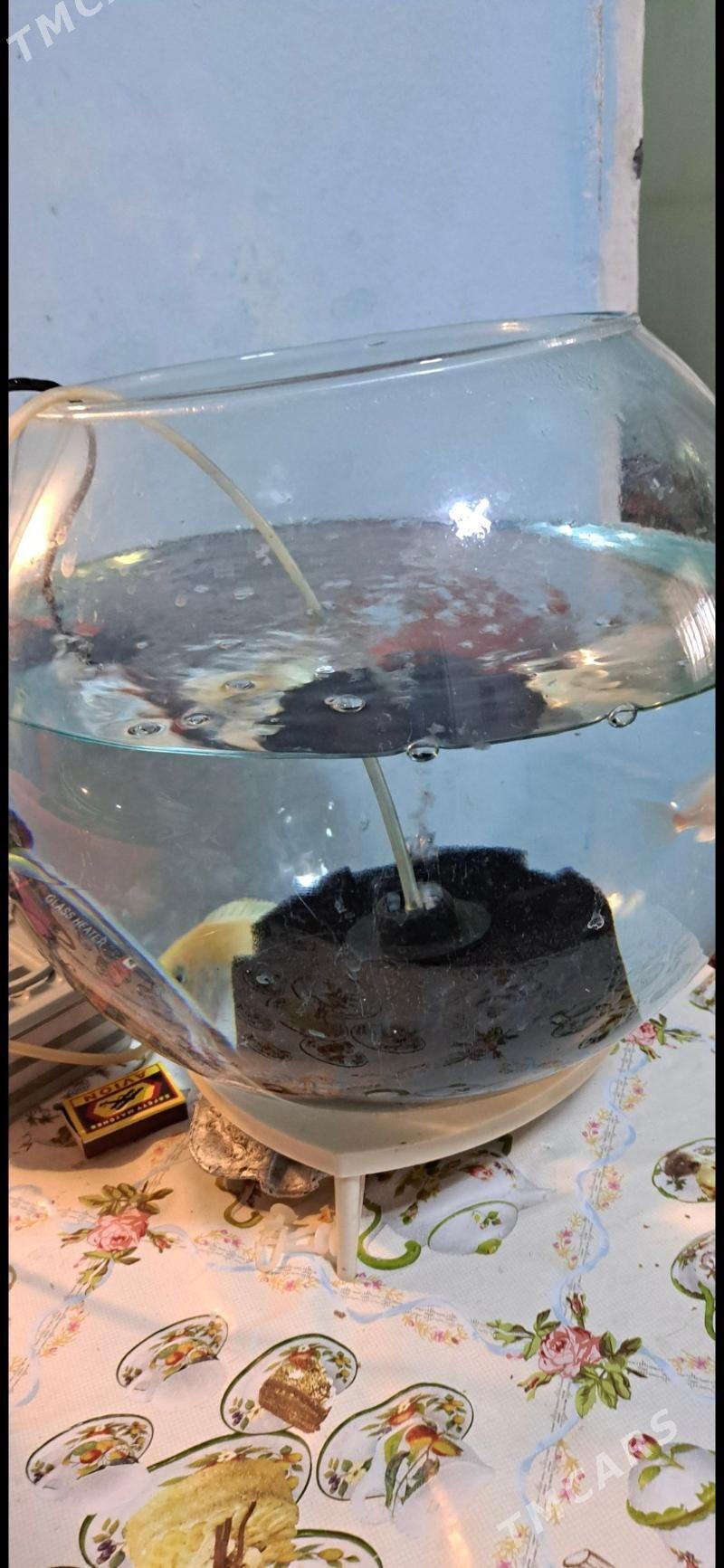 akwarum 20 litr togalak gornus - Чоганлы - img 3