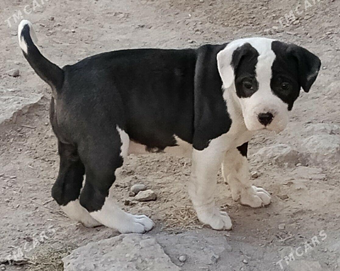 PITBULL - Туркменабат - img 1