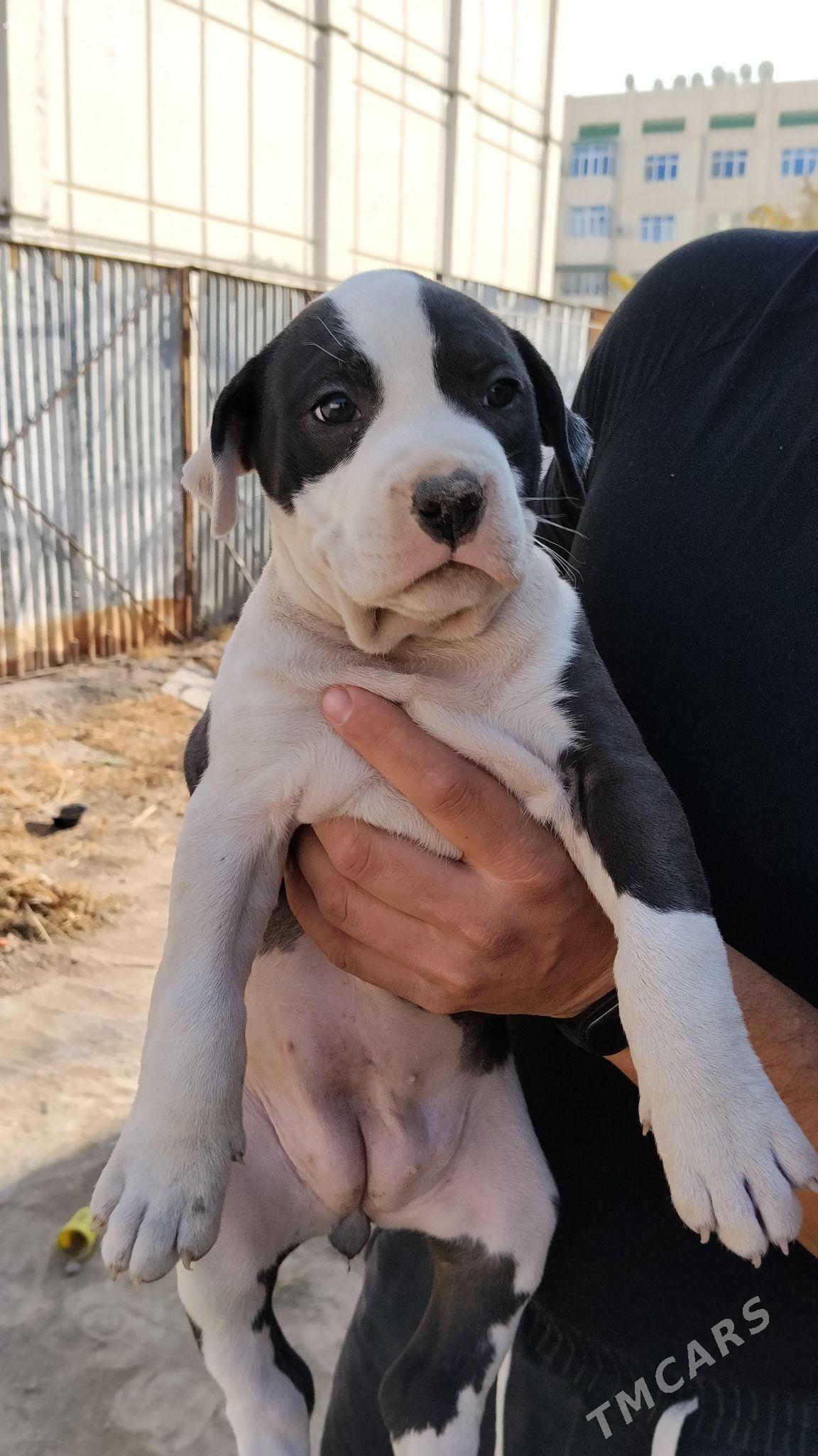 PITBULL  - Туркменабат - img 2