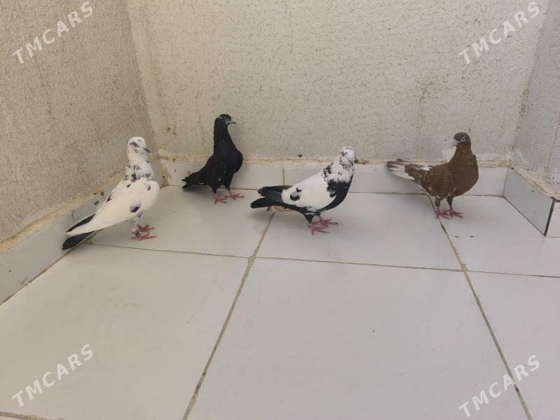 kepderi - Parahat 8 - img 2