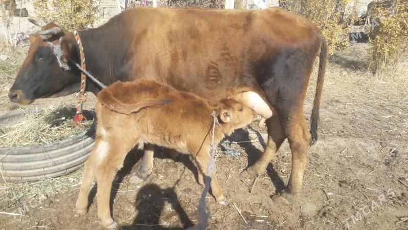 Saglyk sygyr - Çärjew - img 3