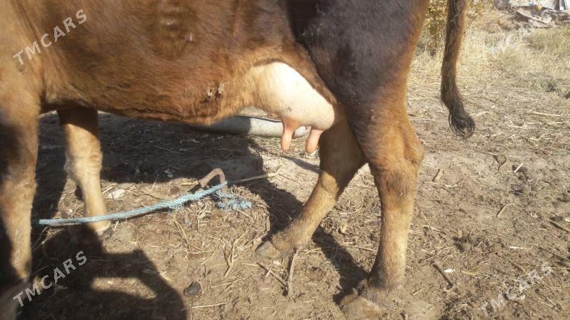 Saglyk sygyr - Çärjew - img 2