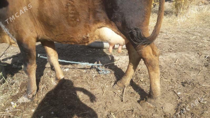 Saglyk sygyr - Çärjew - img 5