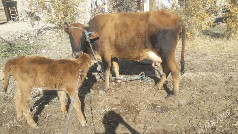 Saglyk sygyr - Çärjew - img 8