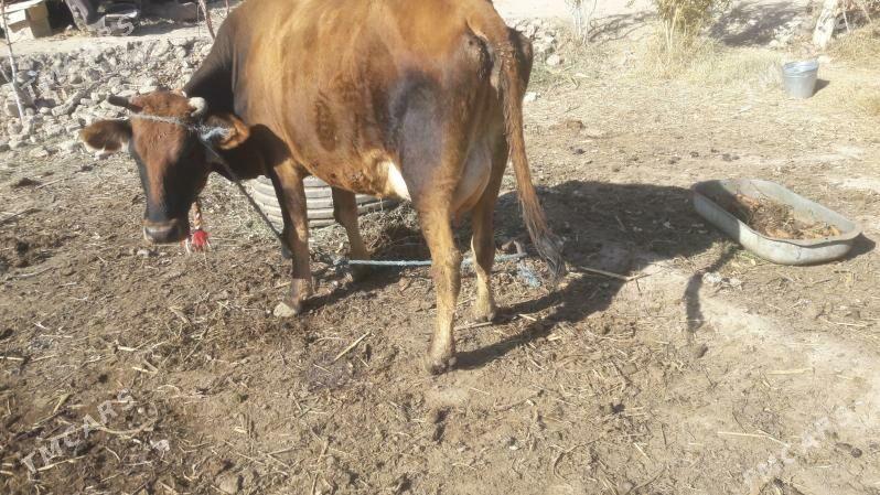 Saglyk sygyr - Çärjew - img 4