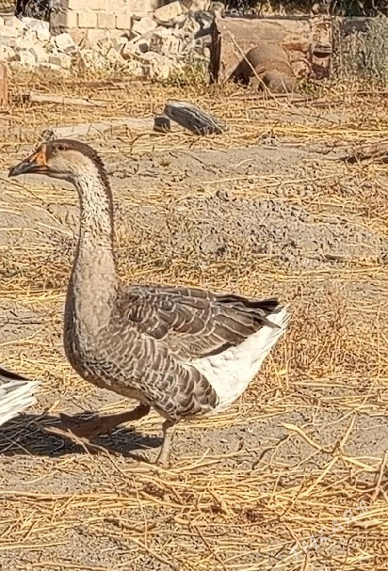 Gaz - Dänew - img 2