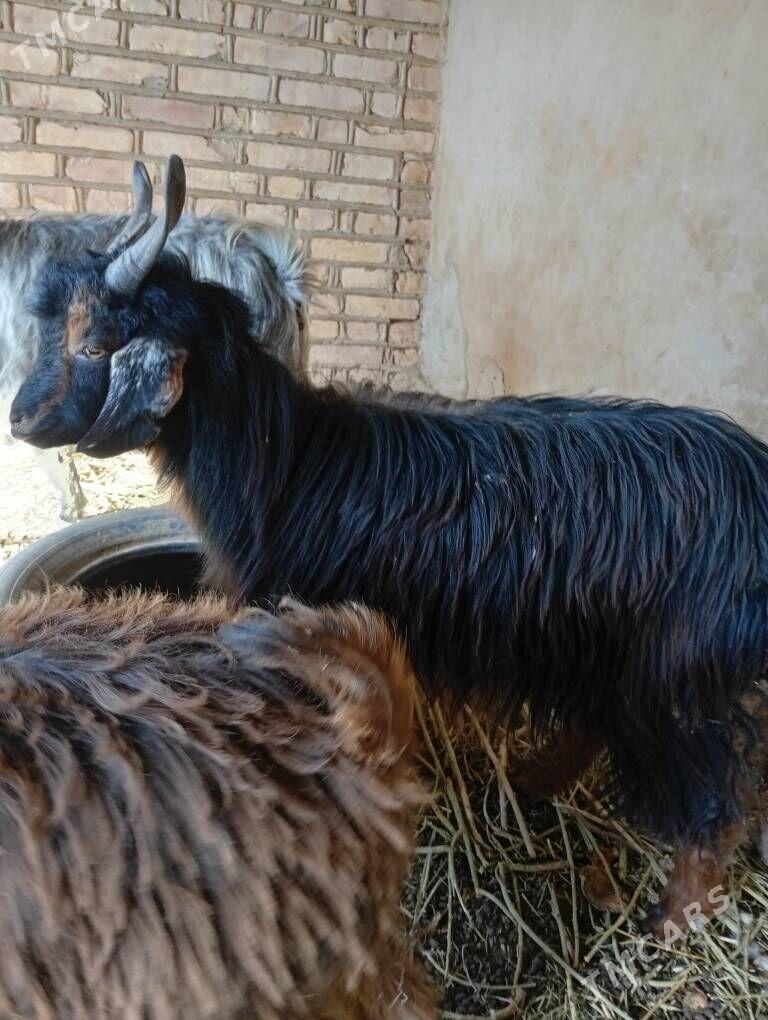 CEBIS - Tejen - img 2