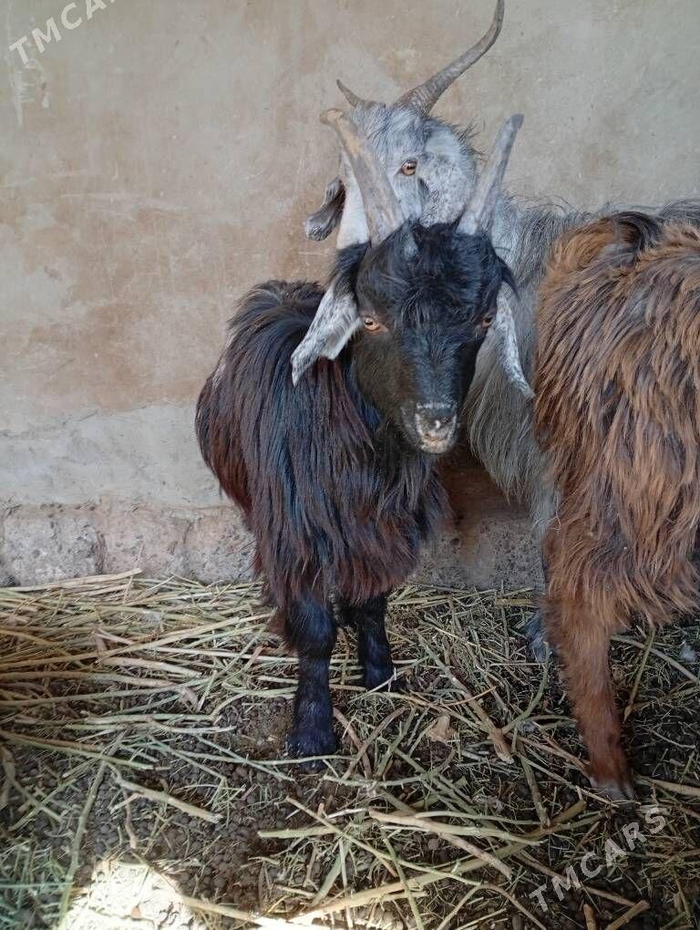 CEBIS - Tejen - img 4