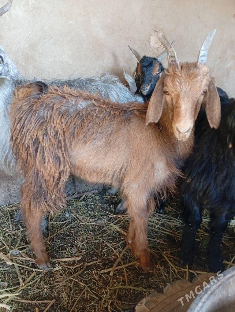 CEBIS - Tejen - img 5