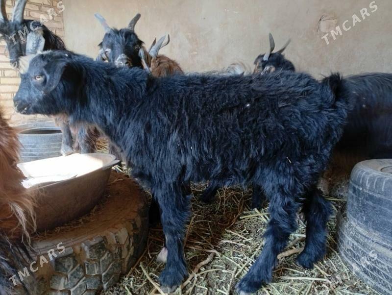 CEBIS - Tejen - img 3