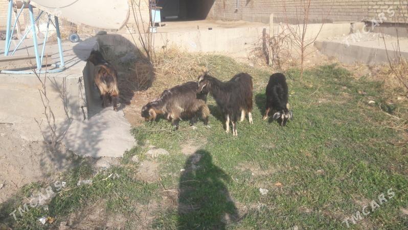 owlaklar - Çärjew - img 1